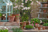 Fennel, Arrowwood (Viburnum carlesii), daisy (Bellis), mini greenhouse with tomato plant on terrace