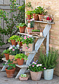 Rosemary, daisies (Bellis), strawberry, lettuce, carnations (Dianthus), chard, horned violet (Viola cornuta) on wooden stairs with Easter bunny figures