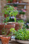 Fennel, spicy fennel, seedlings in pot