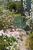 Arrowwood (Viburnum carlesii), ornamental apple, tulip 'Marilyn', flowering Lydian broom and Easter figures in the garden