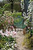 Schneeball (Viburnum carlesii), Zierapfel, Tulpe 'Marilyn', blühender Steinginster und Osterfiguren im Garten