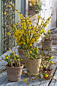 Winter aconite (Eranthis hyemalis) and winter jasmine (Jasminum nudiflorum) in flower pots