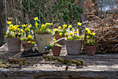 Winter aconite (Eranthis hyemalis) planting in flower pots