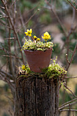 Winter aconite (Eranthis hyemalis) in ceramic pot in the garden