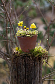 Winterlinge (Eranthis hyemalis) in Keramiktopf im Garten