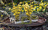 Winter jasmine (Jasminum nudiflorum) in vases in the garden