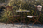 Garden chairs and garden table with winter jasmine, (Jasminum nudiflorum) in the garden