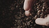 Hands with roasted coffee beans