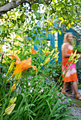 Braun-rote Taglilie (Hemerocallis) im Garten, im Hintergrund Frau