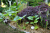 Musk pumpkin plants covered with straw and red slash maple