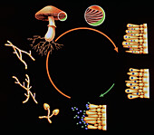 Basidiomycetes fungus lifecycle, illustration