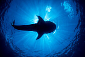 Silhouette of a whale shark