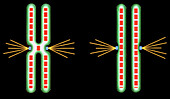 Chromosomes during mitosis, illustration