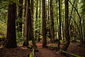 Walking path through a redwood grove