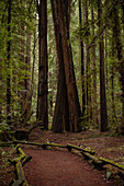 Walking path through a redwood grove