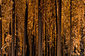 Singed trees after a forest fire