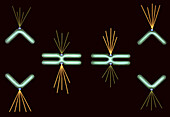 Chromosomes during mitosis, illustration