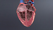 Human heart, illustration