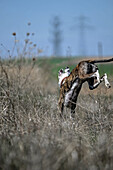 Rescued Spanish Galgo running in grass