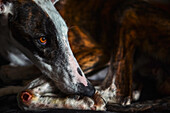 Rescued Spanish Galgo