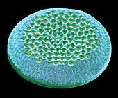 Diatom, SEM