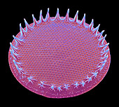 Diatom, SEM