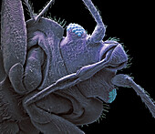 Bedbug head, SEM