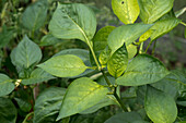 Iron deficiency in chilli pepper