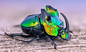 Horned rhinoceros scarab dung beetle