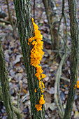 Witch's butter fungus