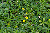 Creeping cinquefoil