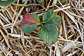 Leaf blight of strawberry