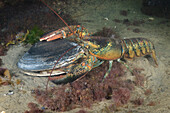 Northern lobster