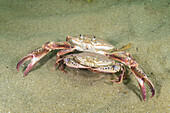 Ocellate lady crab