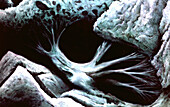 Liver macrophage, illustration