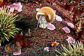 Margarites sp. marine snail