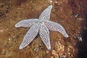 Forbes' sea star