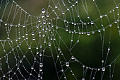 Droplets on a spider's web