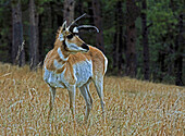 Pronghorn antelope