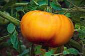 Hillbilly potato leaf tomato