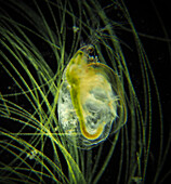 Water flea, light micrograph