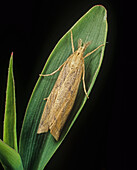 Spotted stalk borer moth