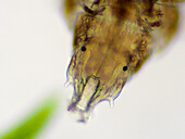 Tardigrade, light micrograph