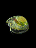 Water flea, light micrograph
