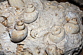 Fossil snails