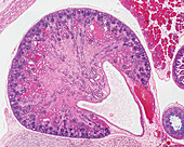 Foetal kidney, light micrograph