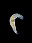 Flatworm, light micrograph