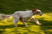 English setter dog running