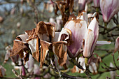 Frost damage magnolia