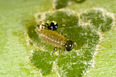 Asparagus beetle larva